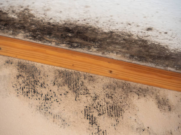 Best Basement Mold Removal  in Highland Park, NJ