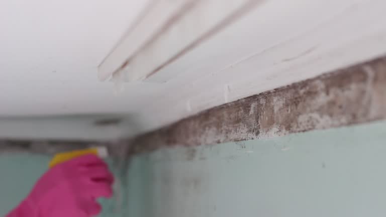Best Mold Odor Removal Services  in Highland Park, NJ